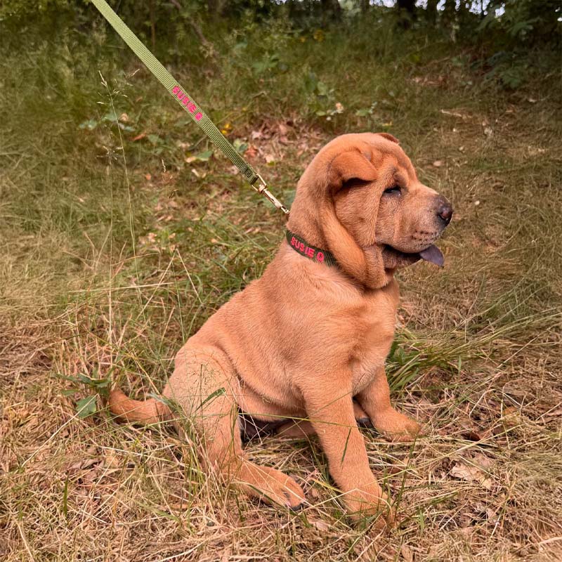 Puppy Dog Leash Moss Breeze Olive Green