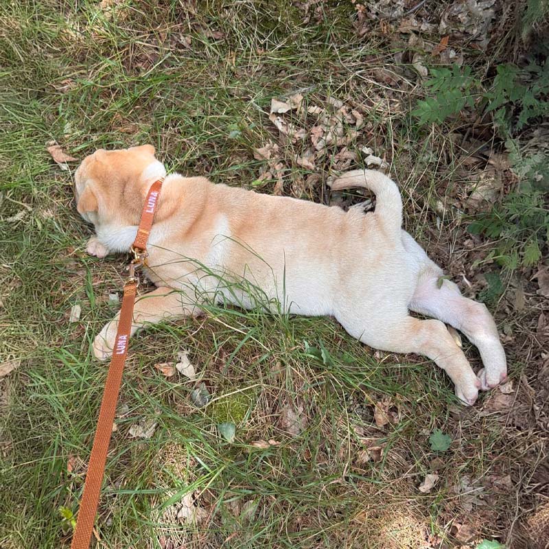 Puppy Dog Leash Honey Drift Cognac Brown