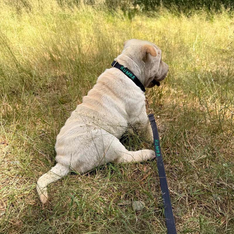 Puppy Dog Collar Raven Illume Midnight Black