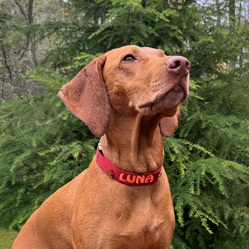 Classic Dog Collar Ruby Gale Ruby Red