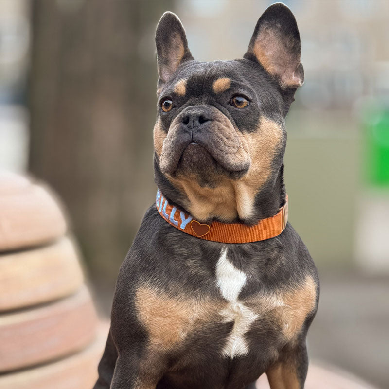 Classic Dog Collar Honey Drift Cognac Brown