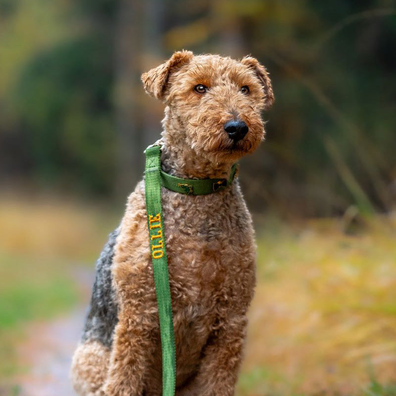 Classic Dog Collar Moss Breeze Olive Green