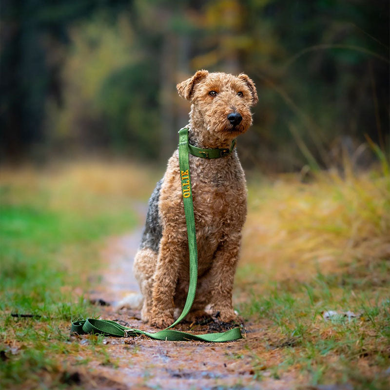 Classic Dog Leash Moss Breeze Olive Green