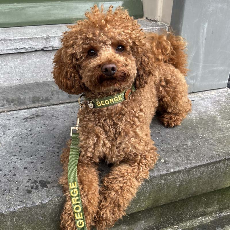Classic Dog Collar Moss Breeze Olive Green