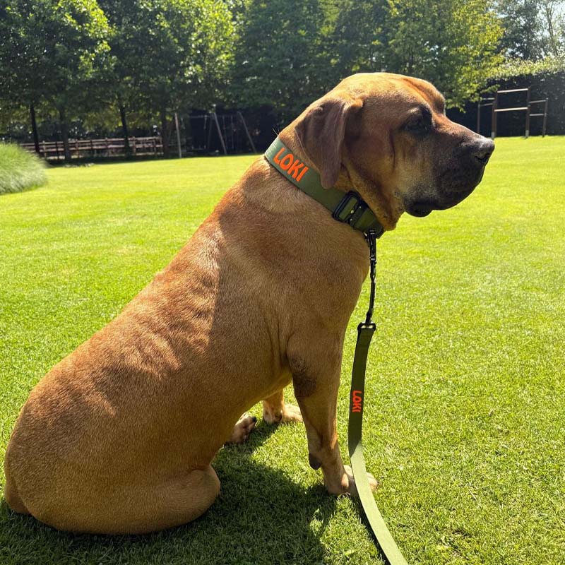 Tactical Dog Collar Moss Forge Olive Green