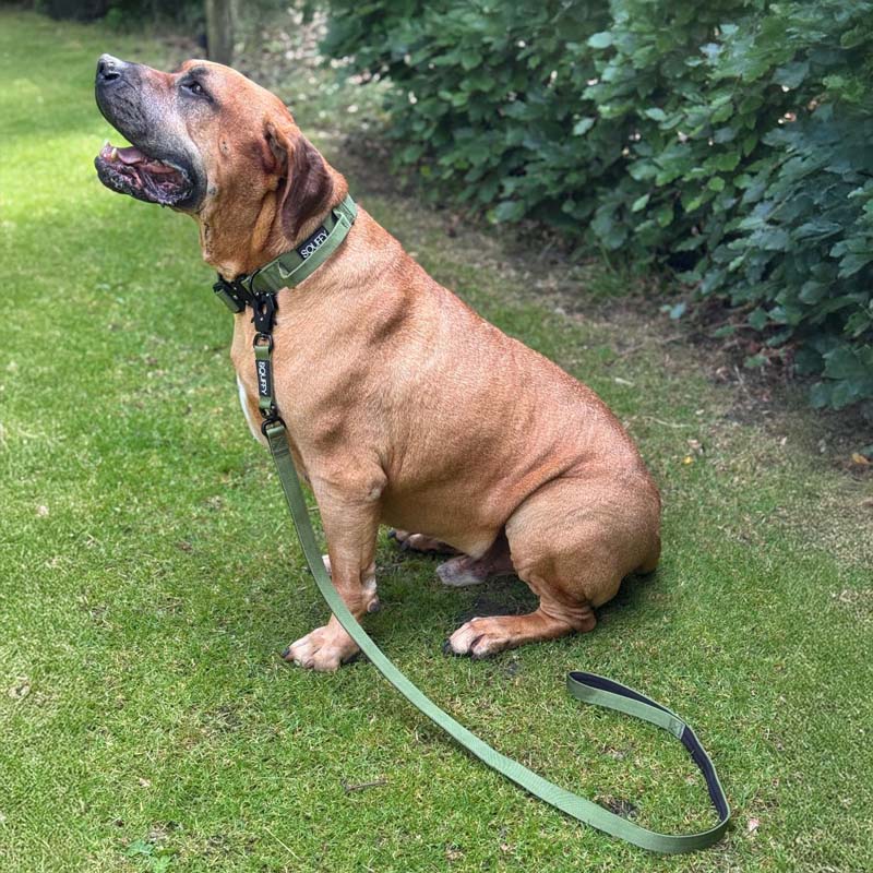 Tactical Dog Leash Moss Forge Olive Green