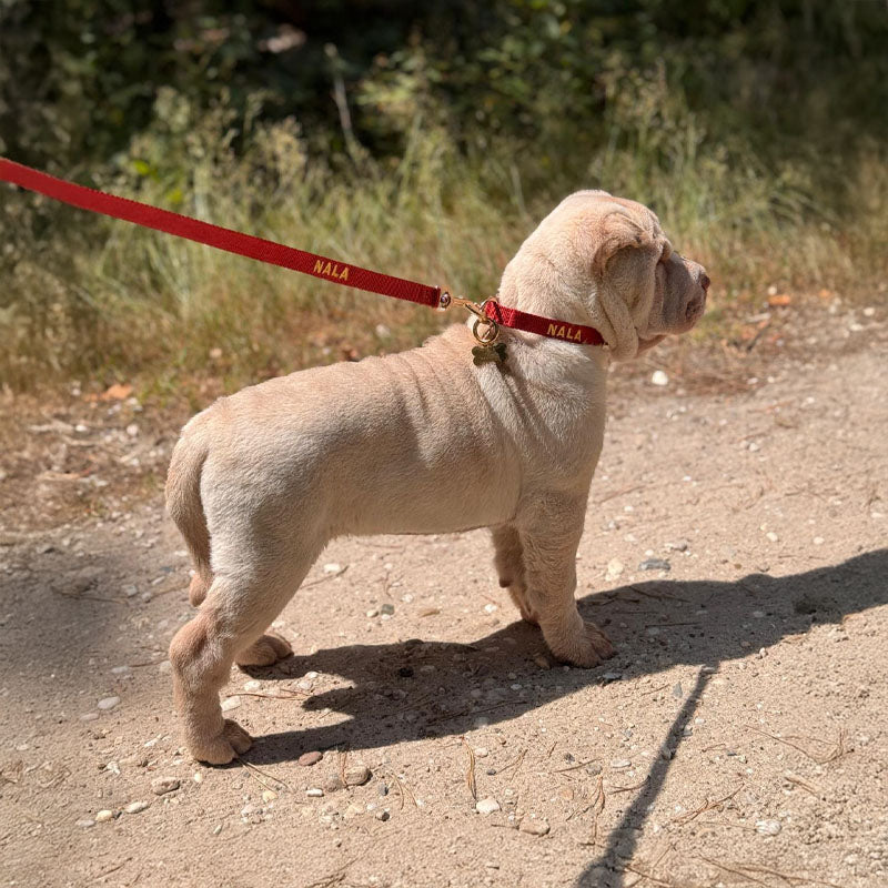 Puppy Dog Leash Ruby Gale Ruby Red