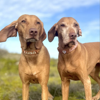 Classic Dog Collar Honey Drift Cognac Brown