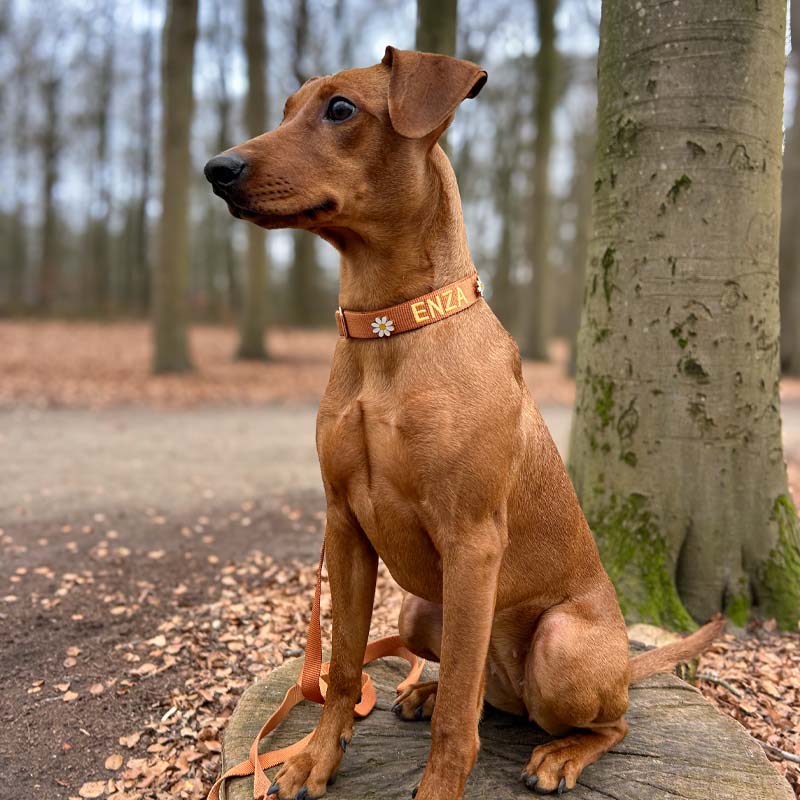 Classic Dog Collar Honey Drift Cognac Brown