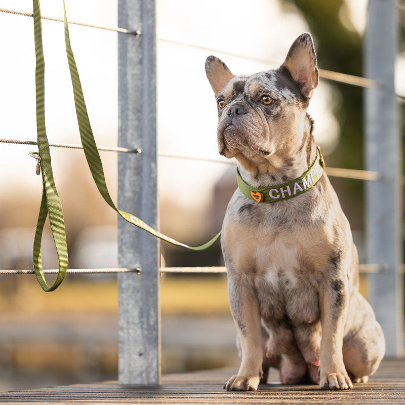 Classic Dog Leash Moss Breeze Olive Green