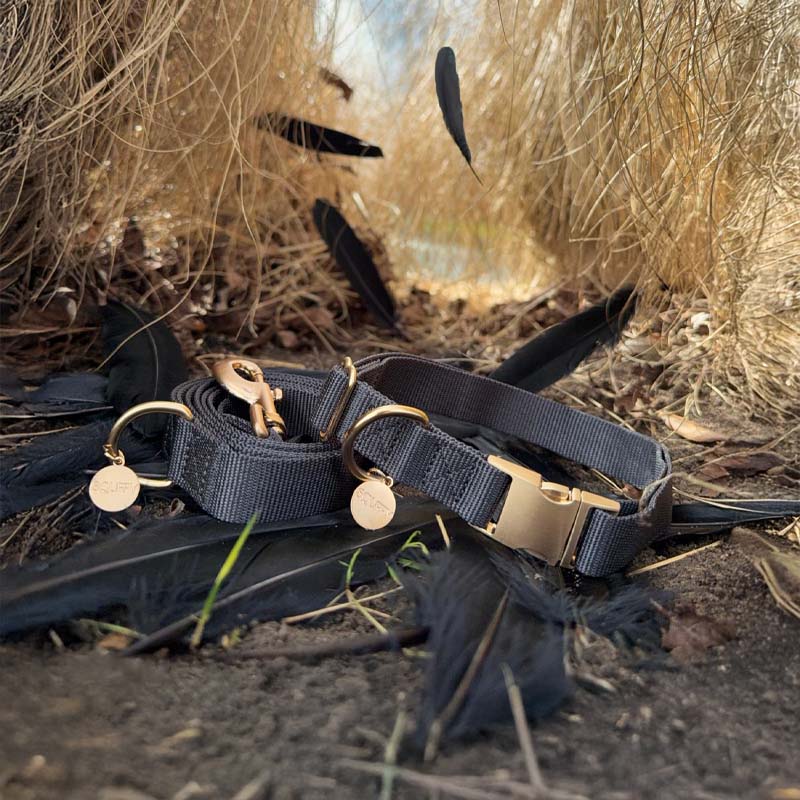 Classic Dog Collar Raven Illume Midnight Black