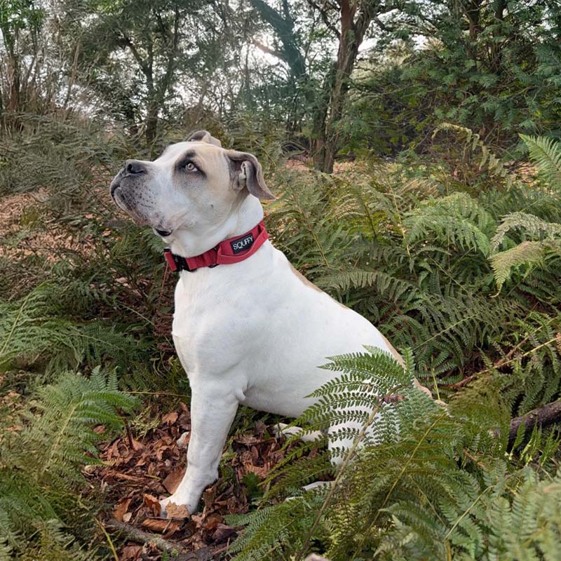 Tactical Dog Collar Ruby Vandal Ruby Red