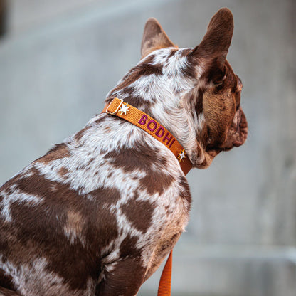 Classic Dog Collar Honey Drift Cognac Brown