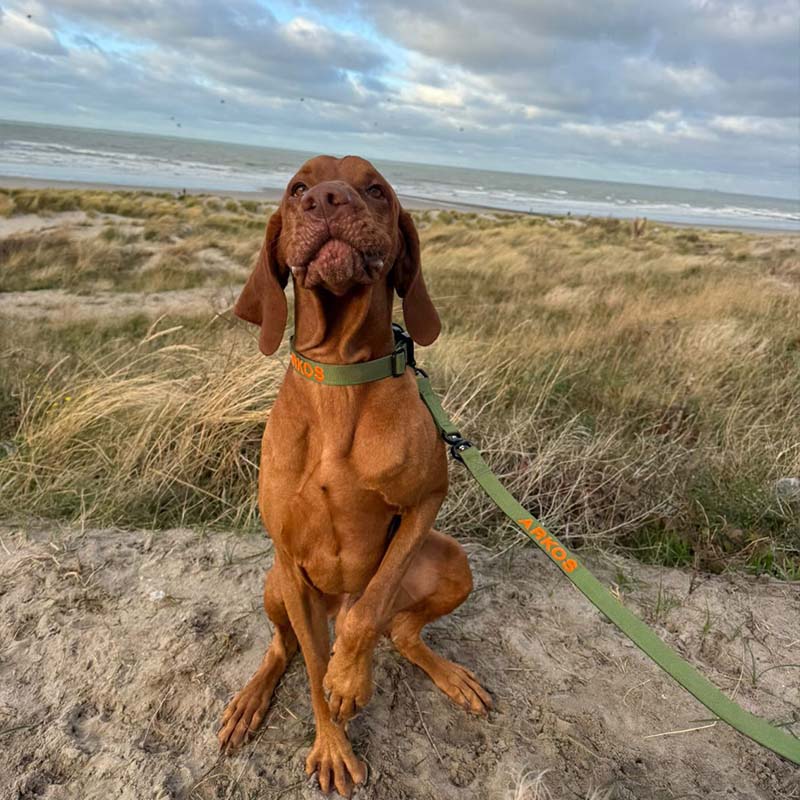 Tactical Dog Leash Moss Forge Olive Green