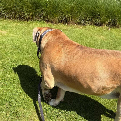 Tactical Dog Collar Raven Vex Midnight Black